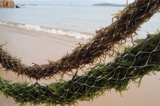 Epagri pesquisa a macroalga para torná-la alternativa de renda dos maricultores catarinenses