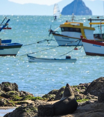 Penha: Lobo Marinho aparece na praia do Trapiche em Armação do Itapocorói