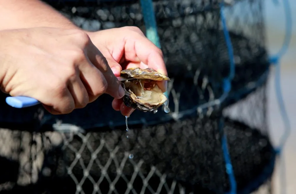 Liberado o cultivo e consumo de ostras e mariscos em Penha 