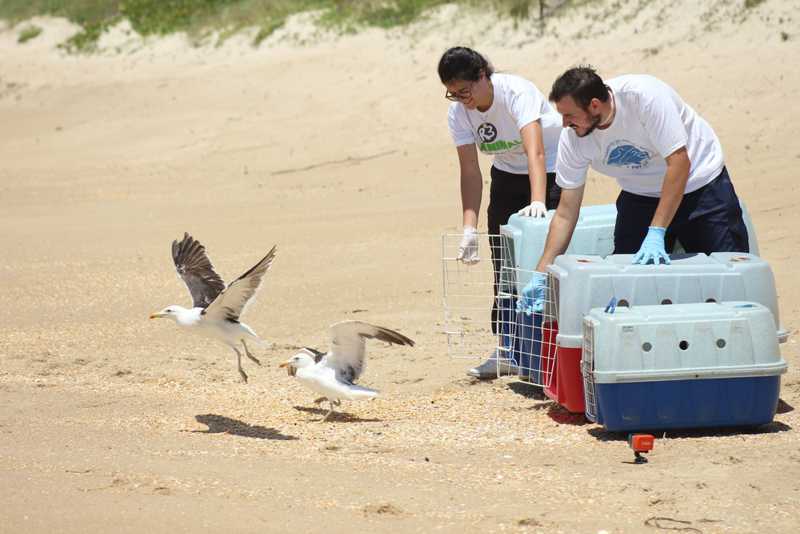Três gaivotas resgatadas pelo Projeto de Monitoramento das Praias da Bacia de Santos de Penha são soltas na praia de Moçambique