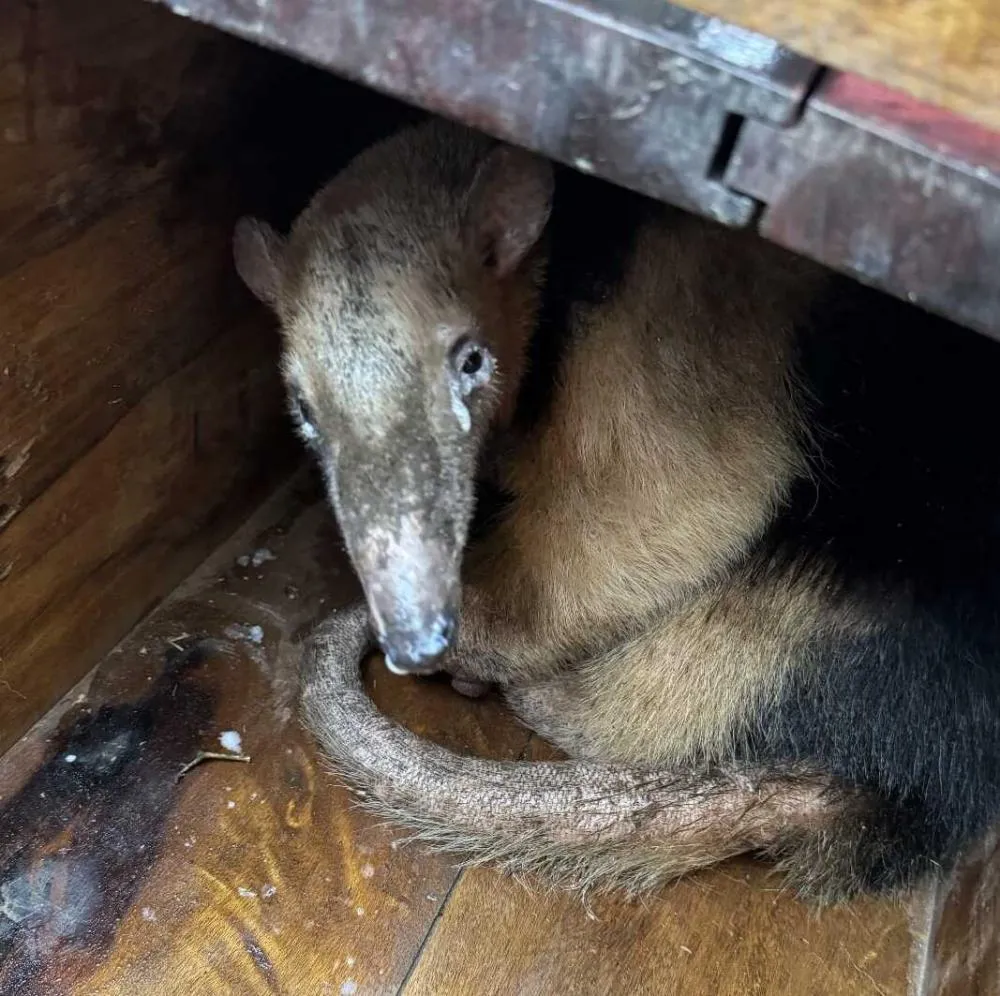 Tamanduá-mirim é resgatado no bairro Pedreiras em Navegantes