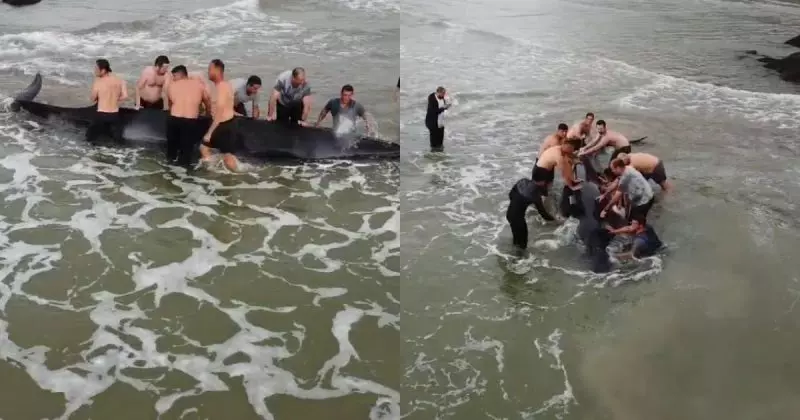 Moradores ajudam baleia encalhada a voltar ao mar em São Francisco do Sul