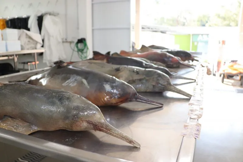 Mais de 25 toninhas são encontradas mortas em praias no Litoral Norte de SC
