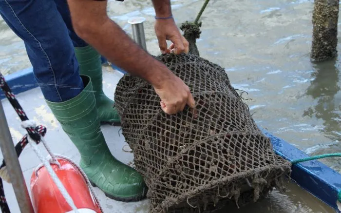 Cultivo de ostras e mexilhões é liberado em Penha após “maré vermelha”