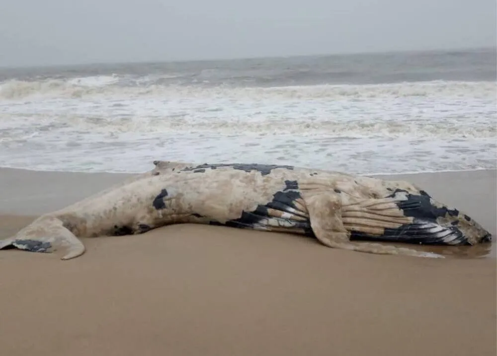 Baleia jubarte é encontrada morta na praia de Balneário Piçarras