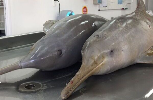 Toninhas encontradas mortas na praia de Navegantes foram emalhadas em redes de pesca e sofreram agressões físicas
