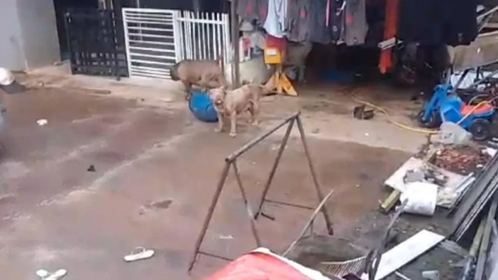 Araquari - Criança de 5 anos é atacada por pitbull da família e vai parar em hospital