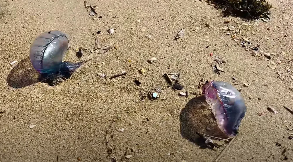 Surgimento de caravelas-portuguesas nas praias de Balneário Piçarras e Penha requer cuidado dos banhistas 
