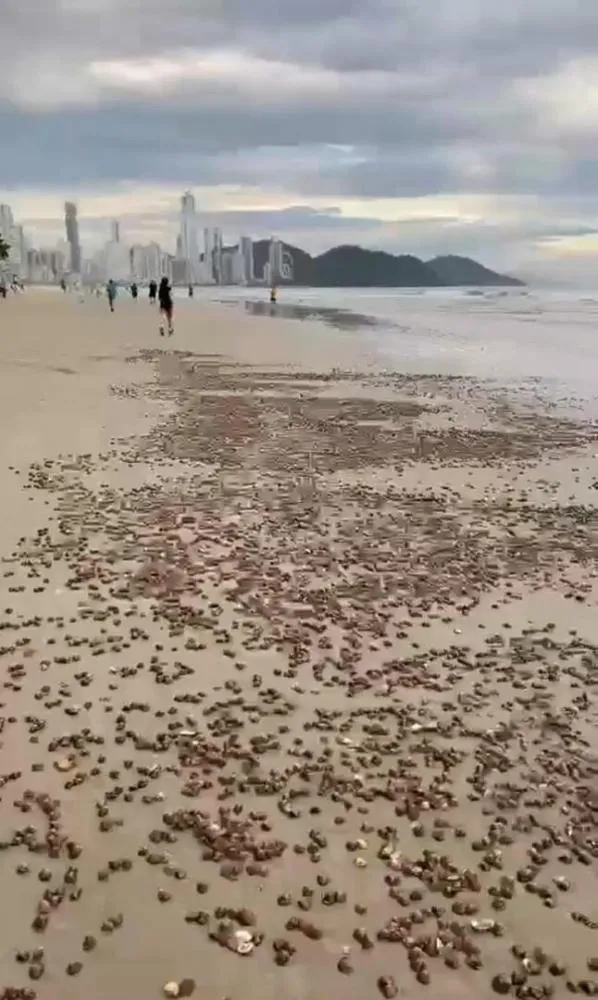 Berbigões cobrem faixa de areia na Praia Central de Balneário Camboriú