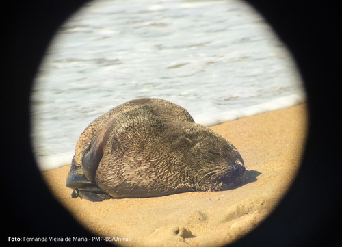 Penha: Lobo-marinho-do-Sul é visto descansando na praia do Quilombo