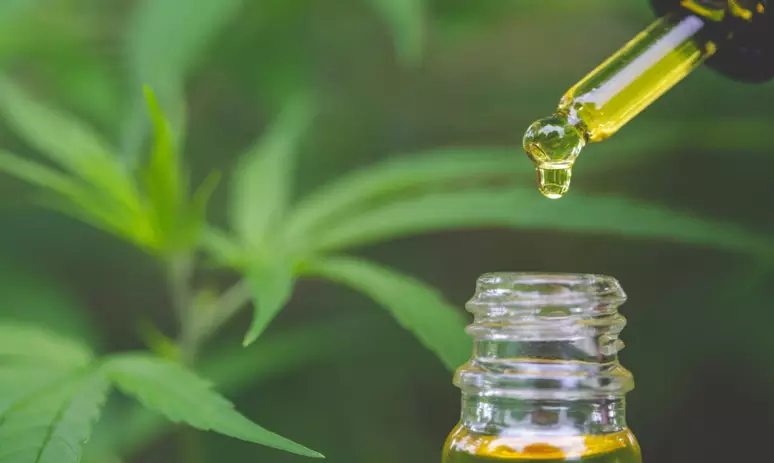 Assembleia aprova distribuição gratuita de canabidiol aos catarinenses pelo SUS