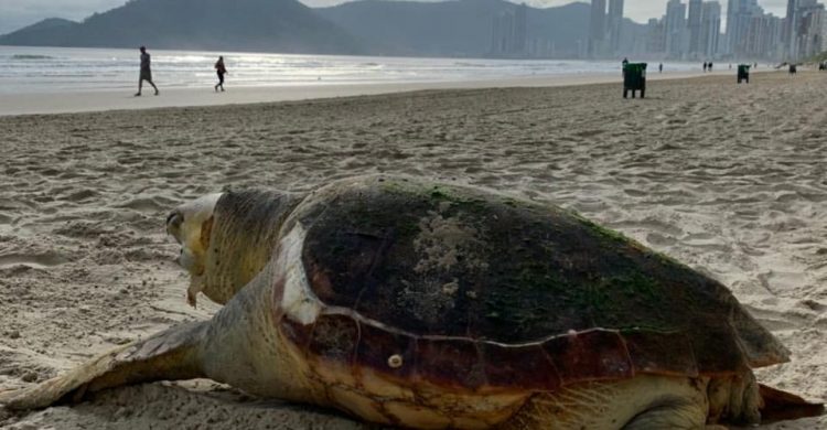 Tartaruga é encontrada morta na praia Central de Balneário Camboriú