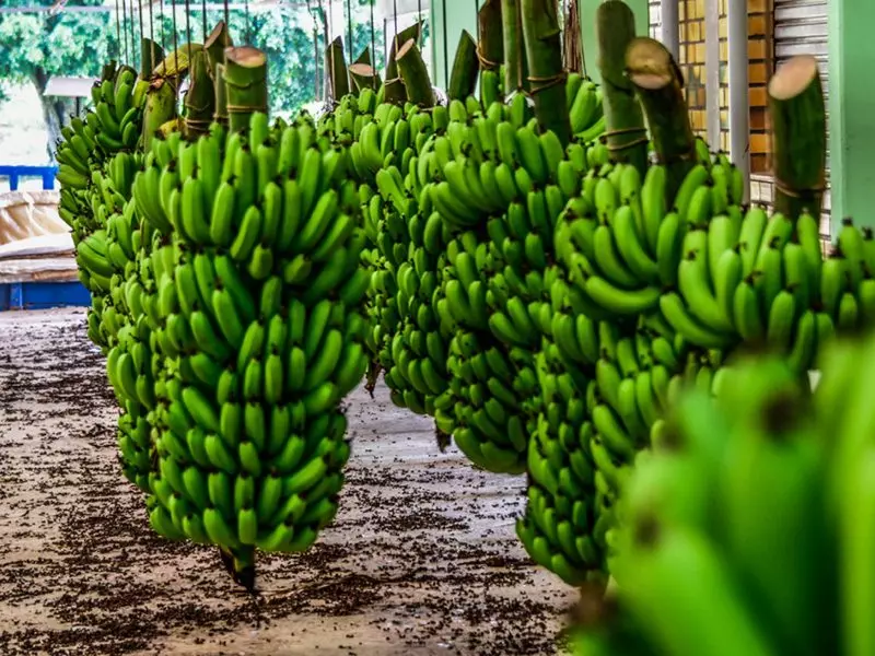 Banana de Luiz Alves recebe Indicação Geográfica e reafirma qualidade catarinense