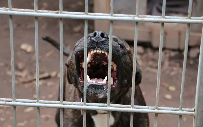 Menino de três anos é atacado por pitbull na Penha