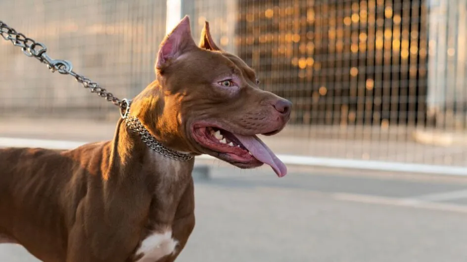Penha - Babá de criança que foi atacada por pitbull é autuada abandono de incapaz, omissão de cautela na guarda de animais e lesão corporal culposa