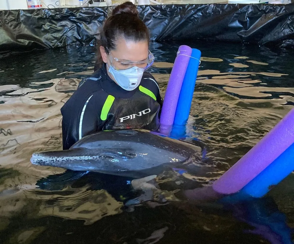 Morre o golfinho resgatado na praia do Gravatá em Navegantes 