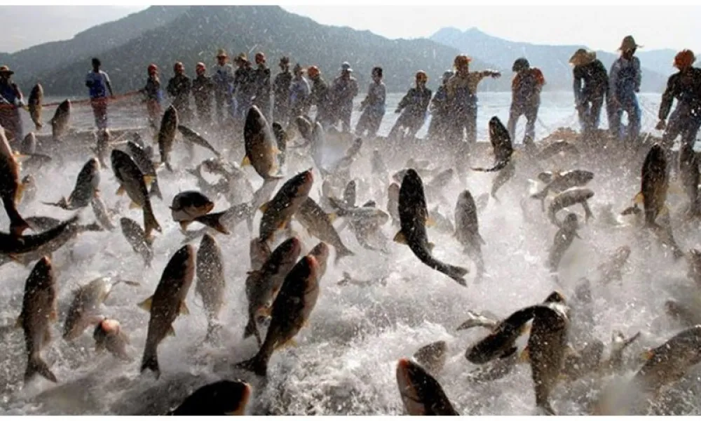 Governo discute cotas de pesca da tainha até para artesanais