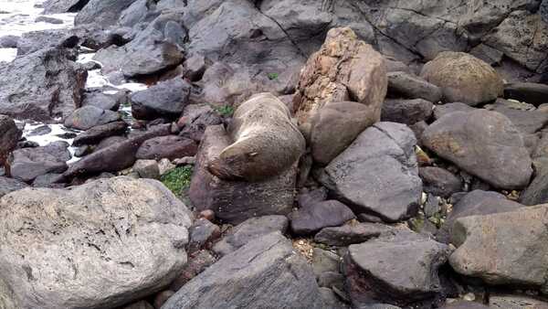 Lobo-marinho é encontrado na praia do Buraco em Balneário Camboriú