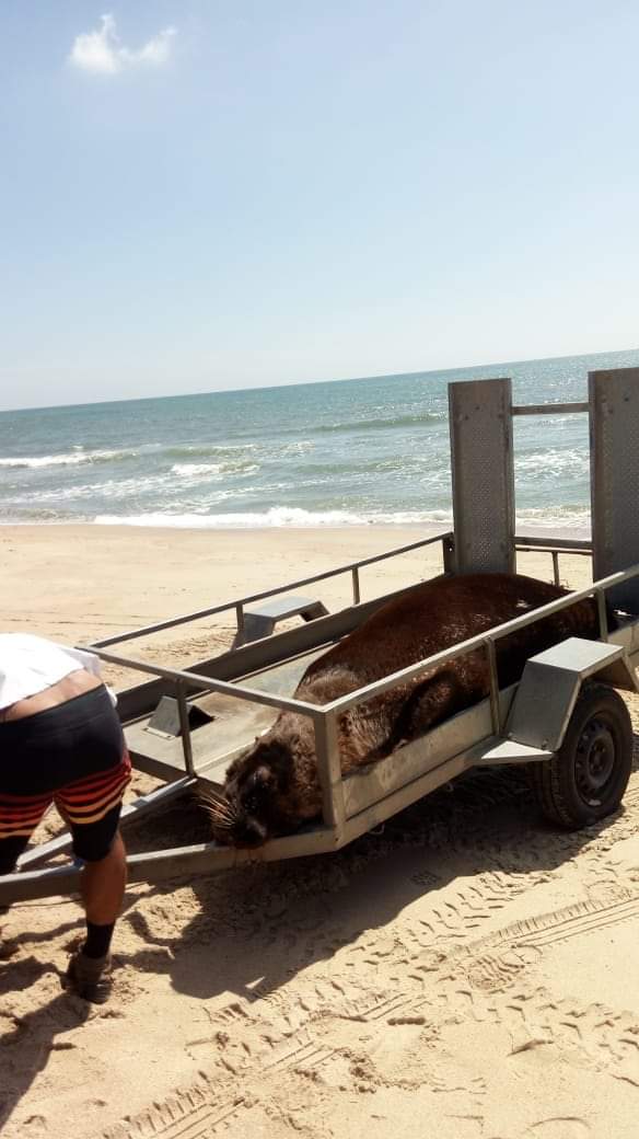 Barra Velha: Leão-marinho é encontrado morto na praia da Península