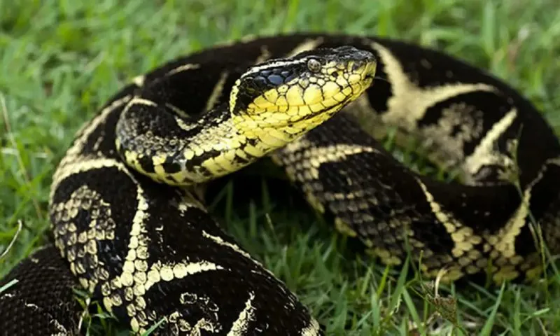 Menina de 7 anos é picada por cobra peçonhenta no quintal de casa em Blumenau 