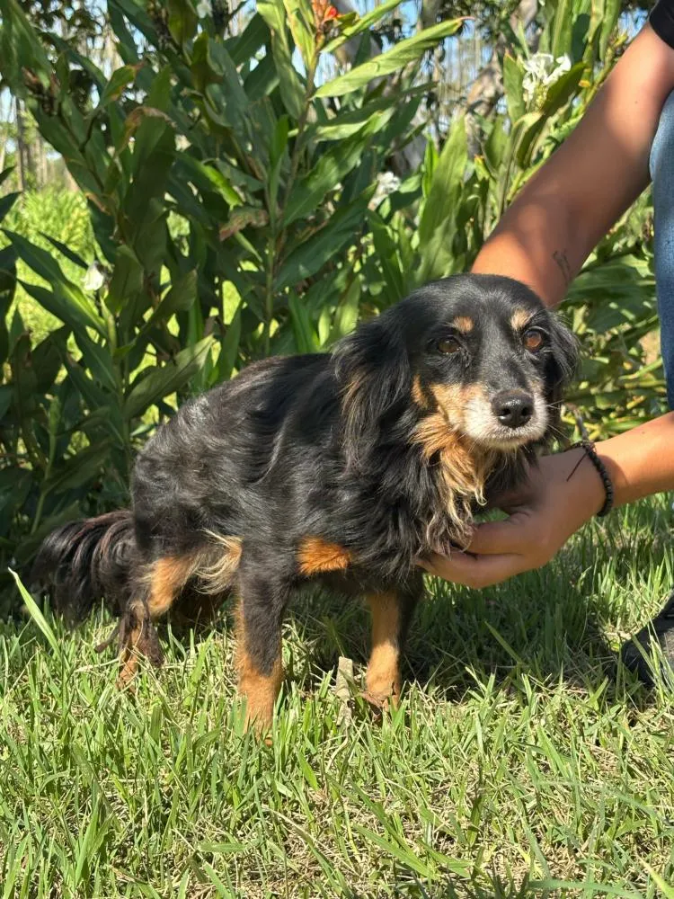 Balneário Piçarras tem 40 animais disponíveis para adoção