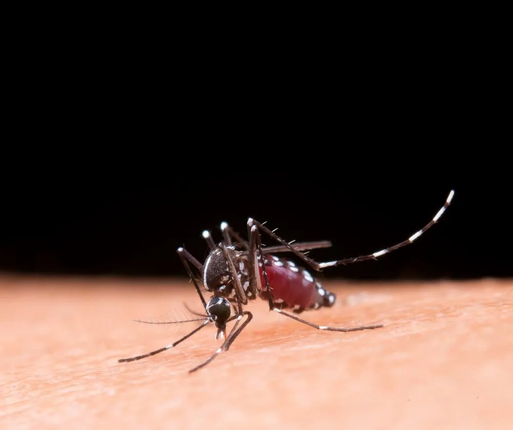 Combata a Dengue: elimine os criadouros e proteja sua saúde