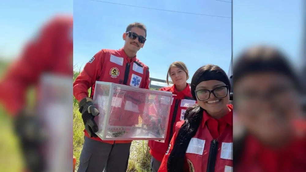 Filhote de lagarto “se disfarça” de cobra em sofá e engana bombeiros em Balneário Barra do Sul 