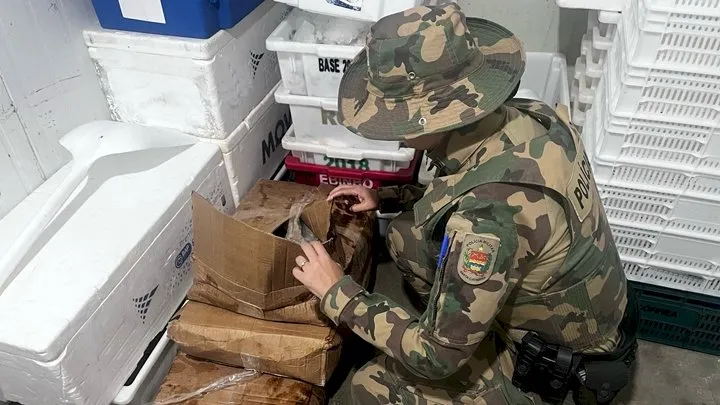 Operação da PMA apreende mais de meia tonelada de pescado irregular em BC, Itajaí e Navegantes