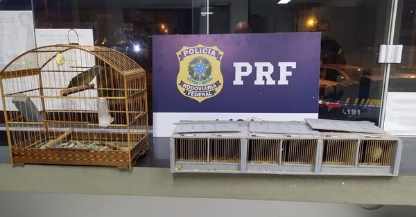 Caiu na Arapuca: Homem é preso pela PRF com seis trinca-ferros capturados em Ibirama