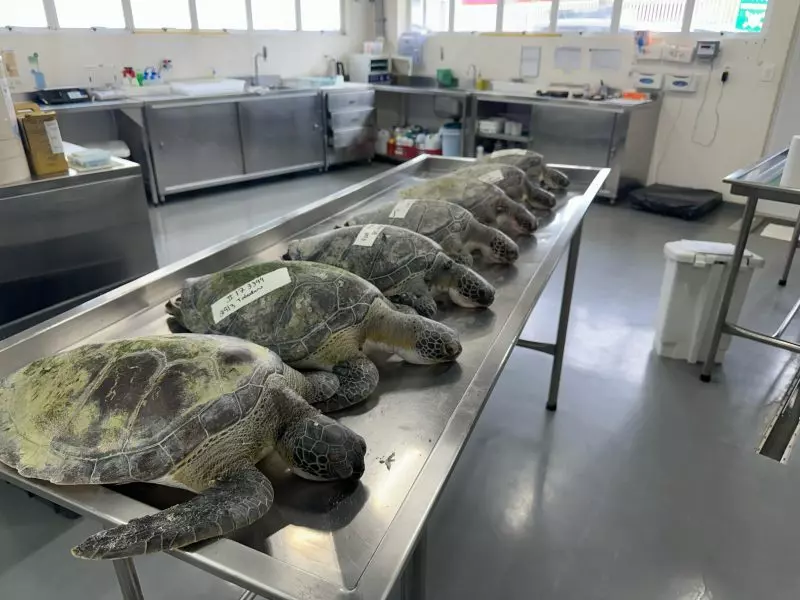 Pescadores ilegais são identificados após morte de tartarugas em Barra Velha