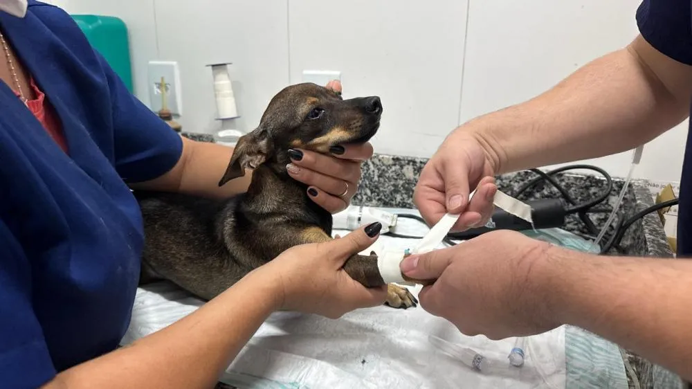 Retomadas as castrações, microchipagem e atendimentos veterinários gratuitos de cães e gatos em Penha