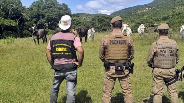 Polícia Militar intensifica combate à farra do boi na Operação Quaresma