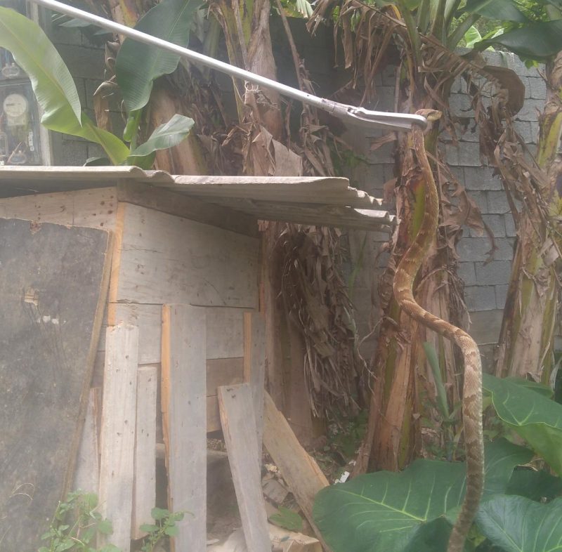 JARARACA ADULTA É CAPTURADA EM BALNEÁRIO CAMBORIÚ