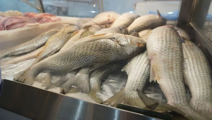 Corvina pode entrar na lista de espécies ameaçadas de extinção