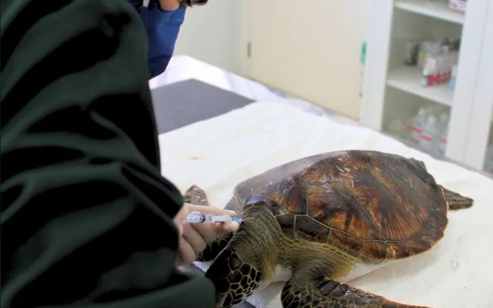 Tartaruga resgatada na praia do Gravatá em Navegantes fez cocô com lixo plástico
