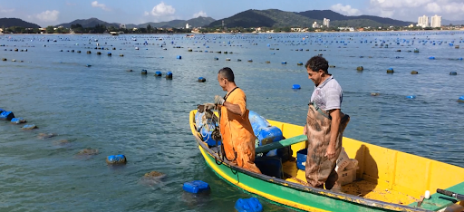 Liberado o consumo de moluscos de cultivo em Penha