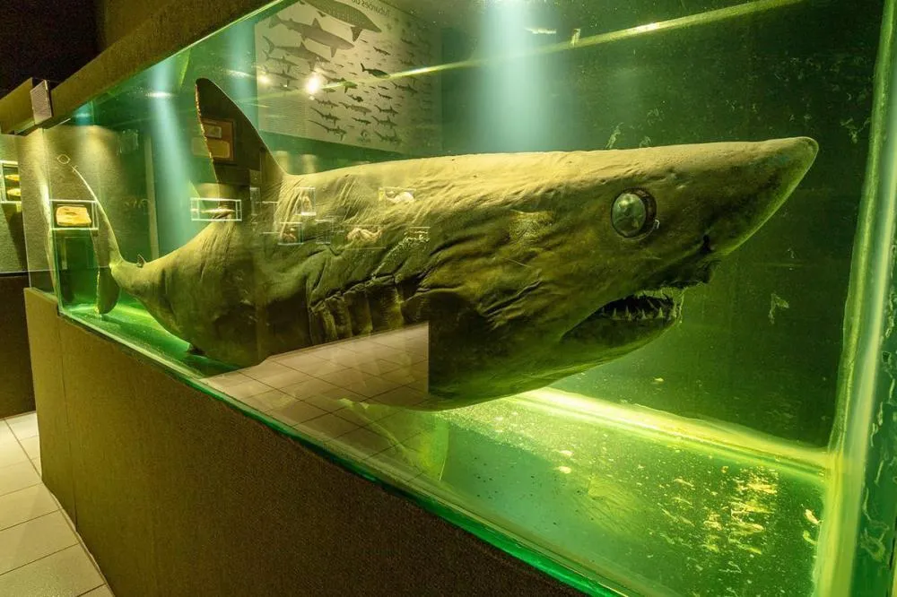 Museu Oceanográfico Univali de Balneário Piçarras abre as portas de graça no próximo domingo (18)