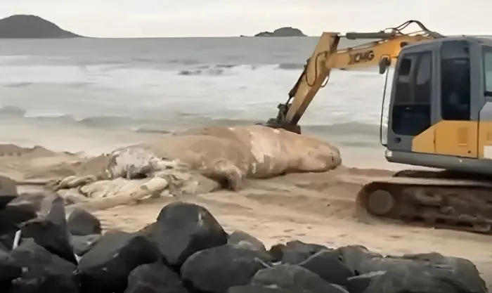 Baleia aparece morta e é recolhida em Balneário Barra do Sul
