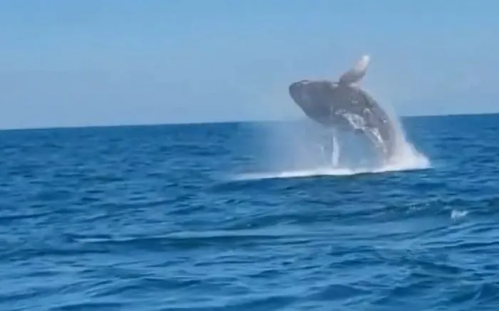 Baleia dá show para pescadores na orla de Balneário Piçarras