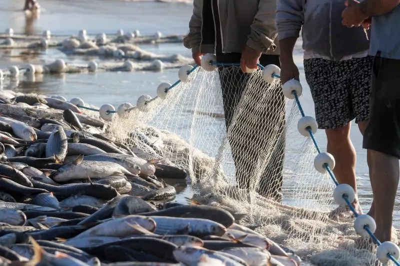 Pescadores capturam mais de 50 mil tainhas em lanço na Praia de Cima em Palhoça