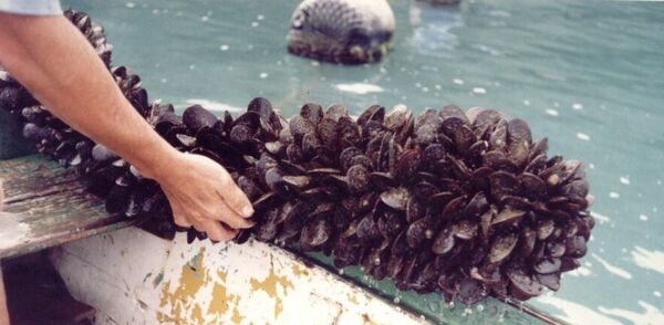 Penha: Secretaria Estadual da Agricultura e Pesca proíbe retirada e consumo de marisco de cultivo da praia Alegre e Armação