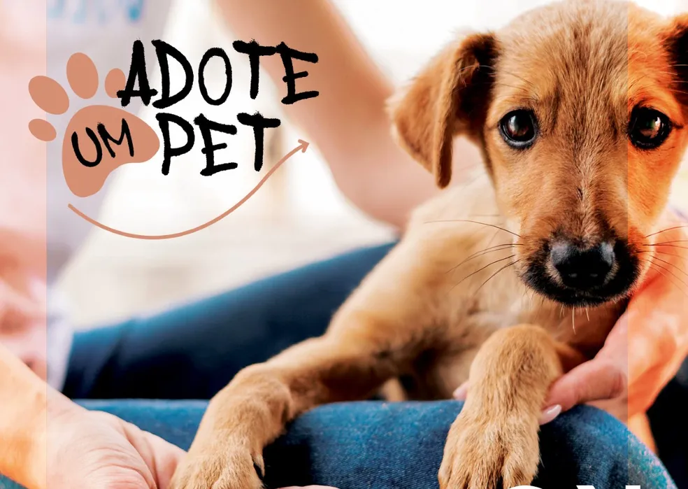 Piçarraiá 2025 terá feira de adoção de animais do GOR