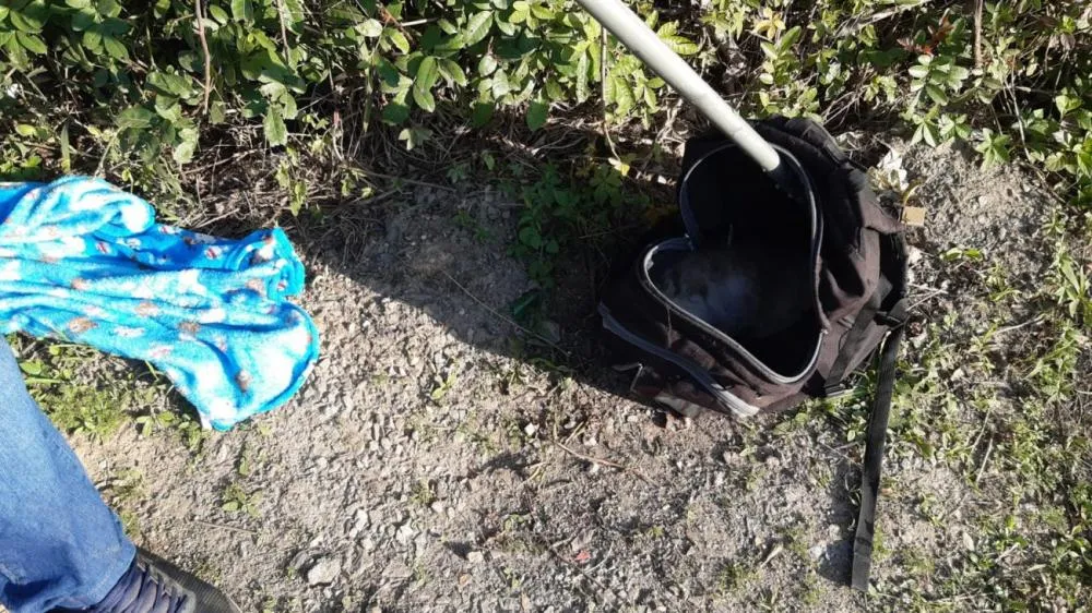 Cão é abandonado dentro de mochila e morre em Navegantes