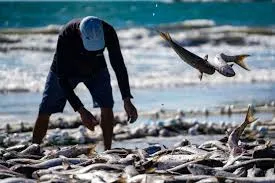 Cota da tainha é ampliada e garante respiro à pesca artesanal em Santa Catarina