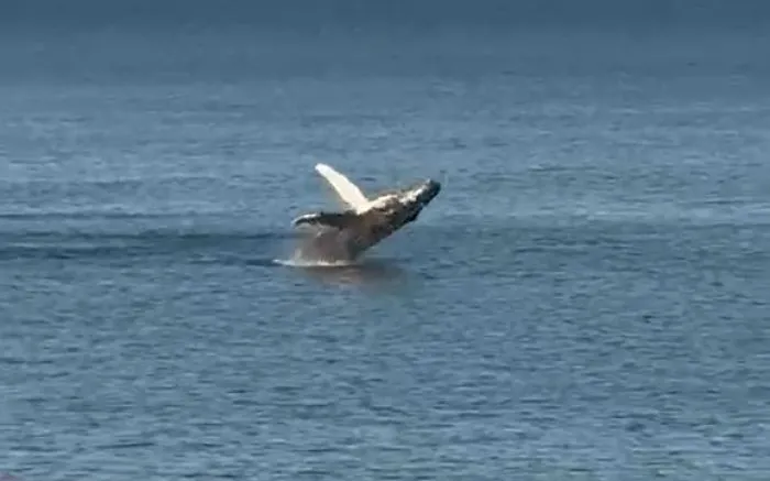 Baleia dá show na praia do Estaleiro em Balneário Camboriú