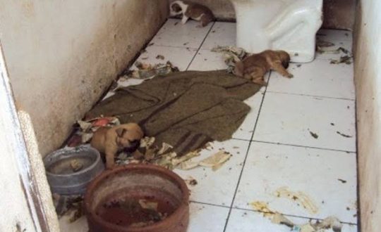 Criança é encontrada em meio a fezes e animais mortos em casa usada para tráfico de drogas