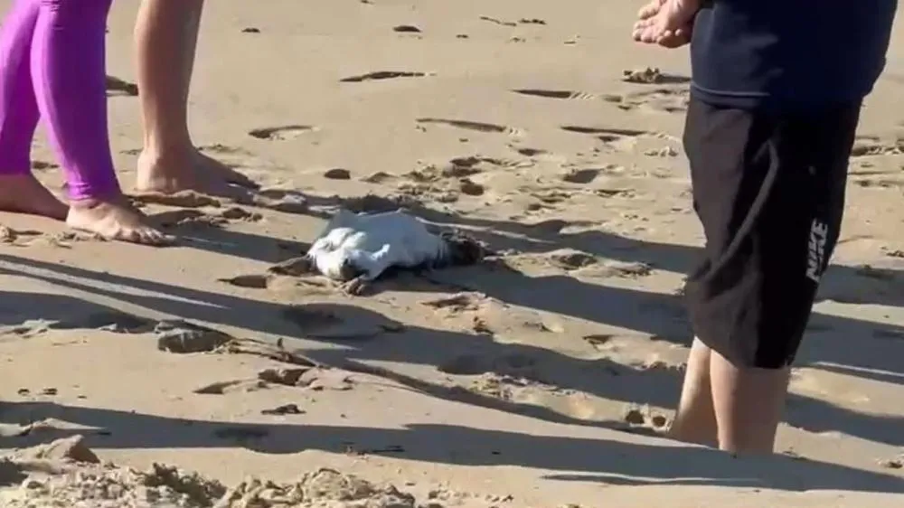 Fenômeno causa a morte cerca 100 pinguins em Balneário Piçarras