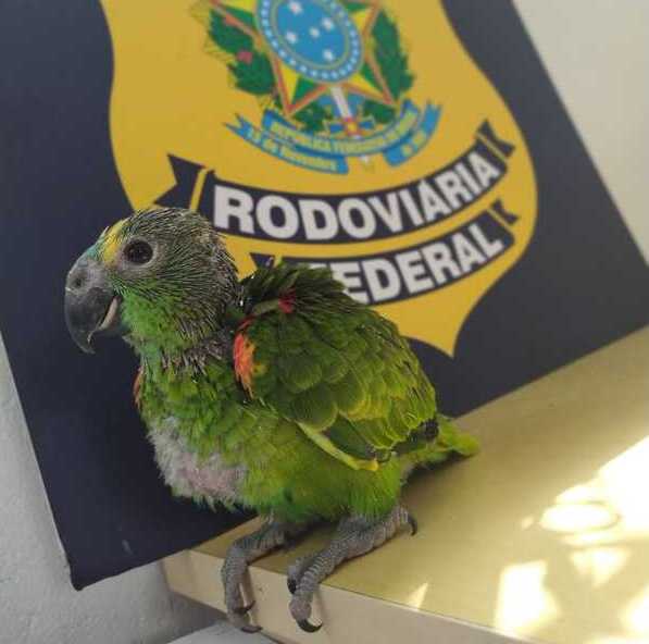 Polícia Rodoviária Federal flagra papagaio silvestre preso em gaiola dentro de veículo na BR-101