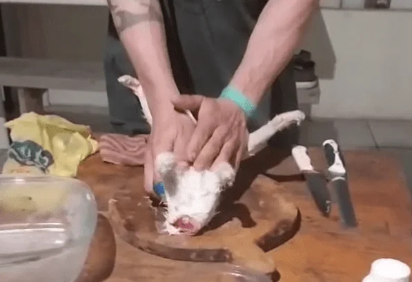 Homem é preso em Barra Velha após matar e consumir carne de cães e gatos