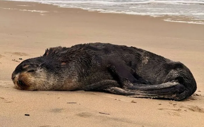 Lobo-marinho é resgatado na praia da Armação em Penha 